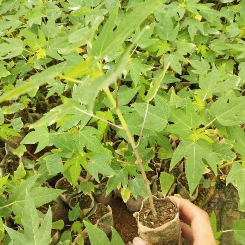 木瓜树苗黄金巨无霸水果木瓜树苗四季可种可庭院盆栽地栽种植