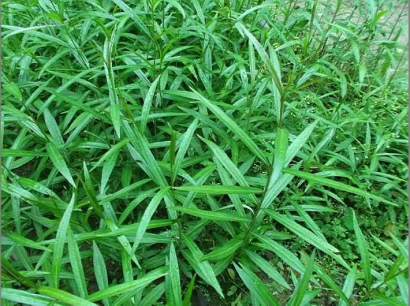中药材白前白前根水杨柳鹅白前草白前白马虎