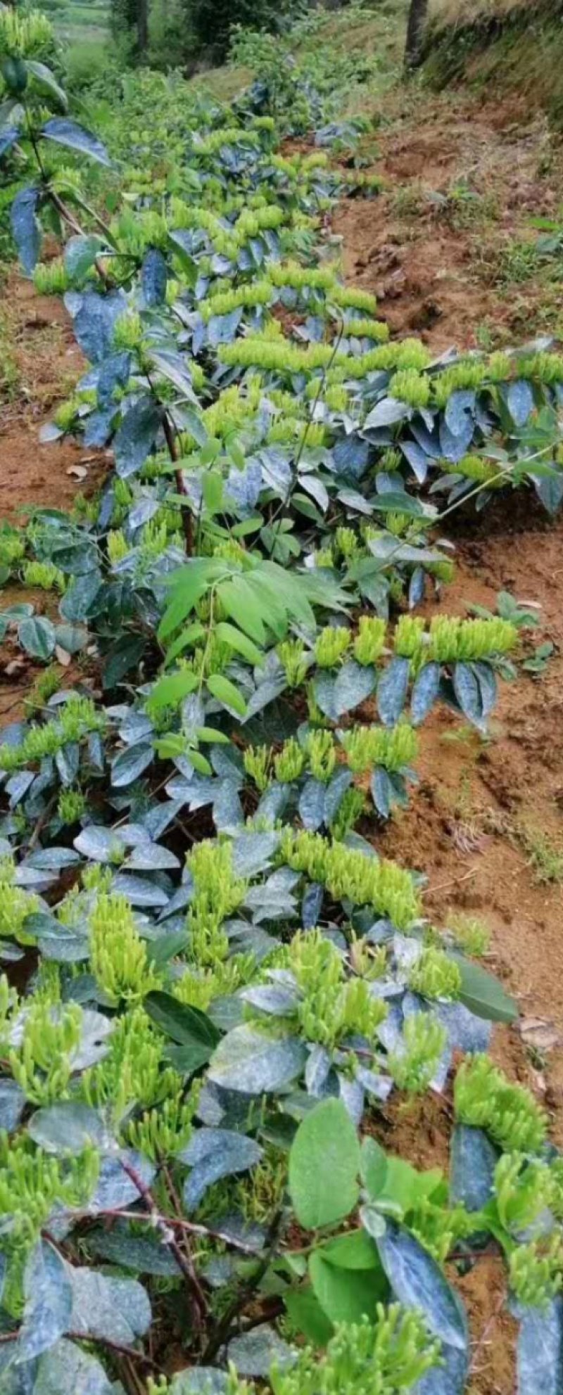 金银花苗（湖南邵阳隆回金银花）