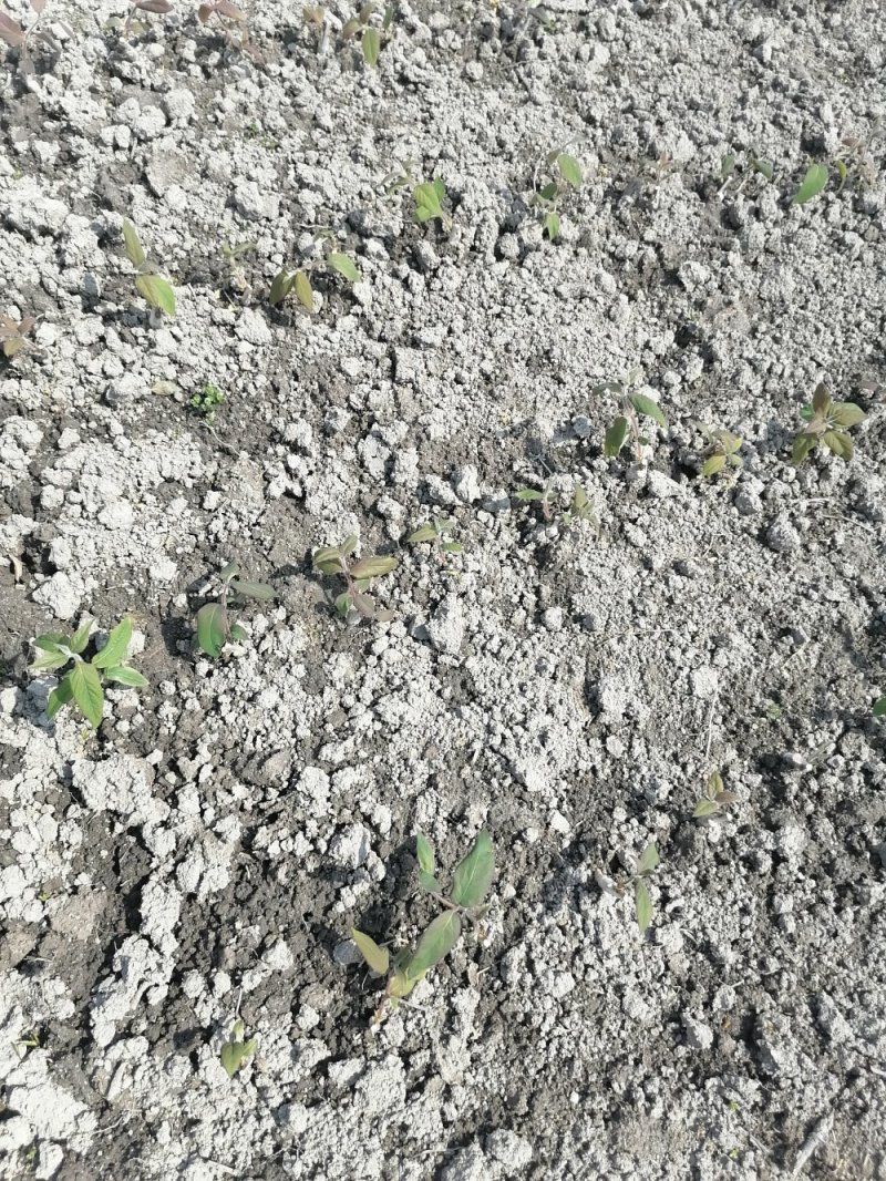 金银花苗（湖南邵阳隆回金银花）