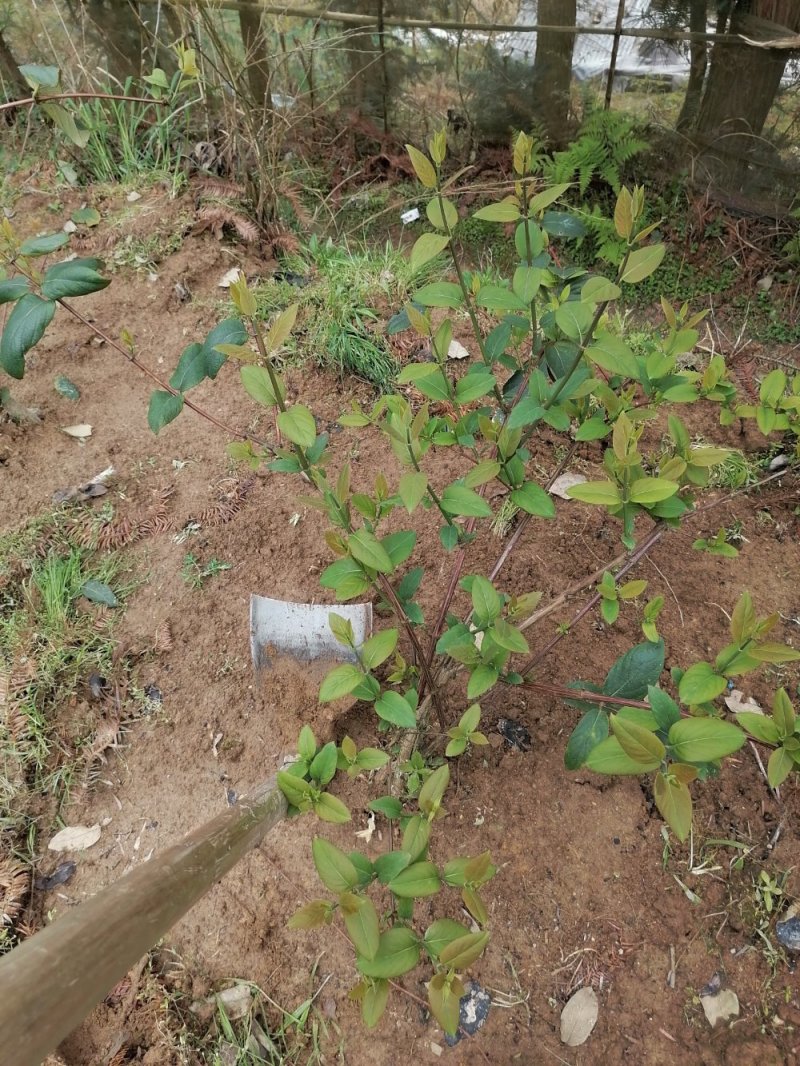 金银花苗（湖南邵阳隆回金银花）