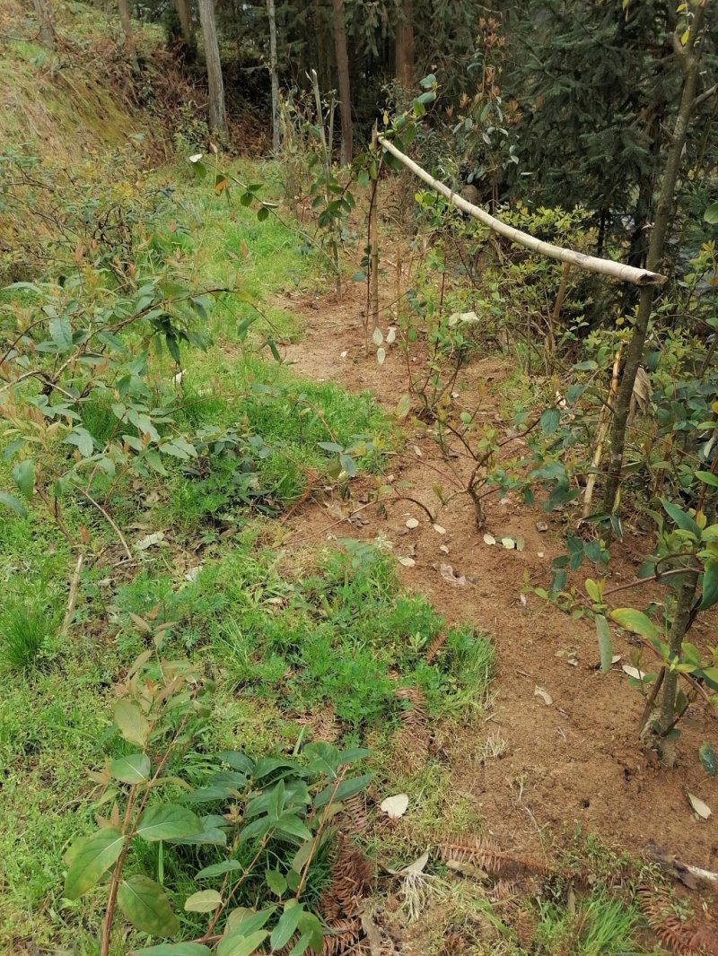 金银花苗（湖南邵阳隆回金银花）