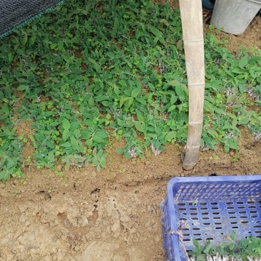 金银花苗（湖南邵阳隆回金银花）