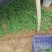 金银花苗（湖南邵阳隆回金银花）
