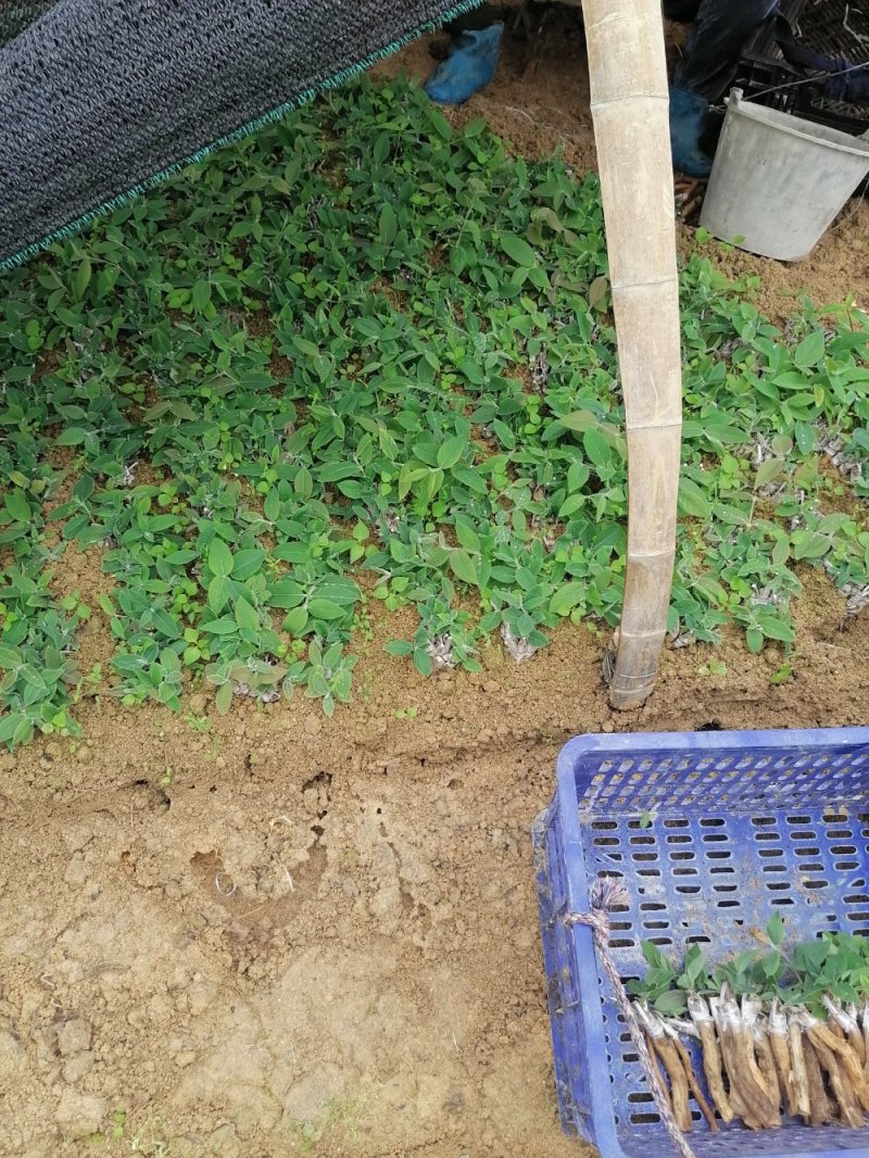 金银花苗（湖南邵阳隆回金银花）