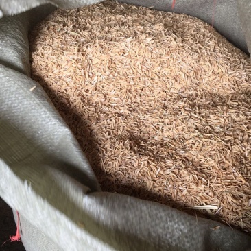 杭州市区，圆稻壳，袋装不压缩，干净稻壳。长期出售。
