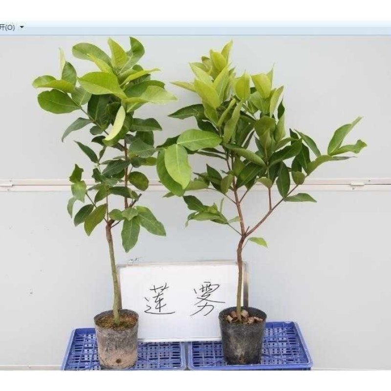莲雾树苗泰国大叶红黑金刚黑珍珠苗香水莲雾新品推荐