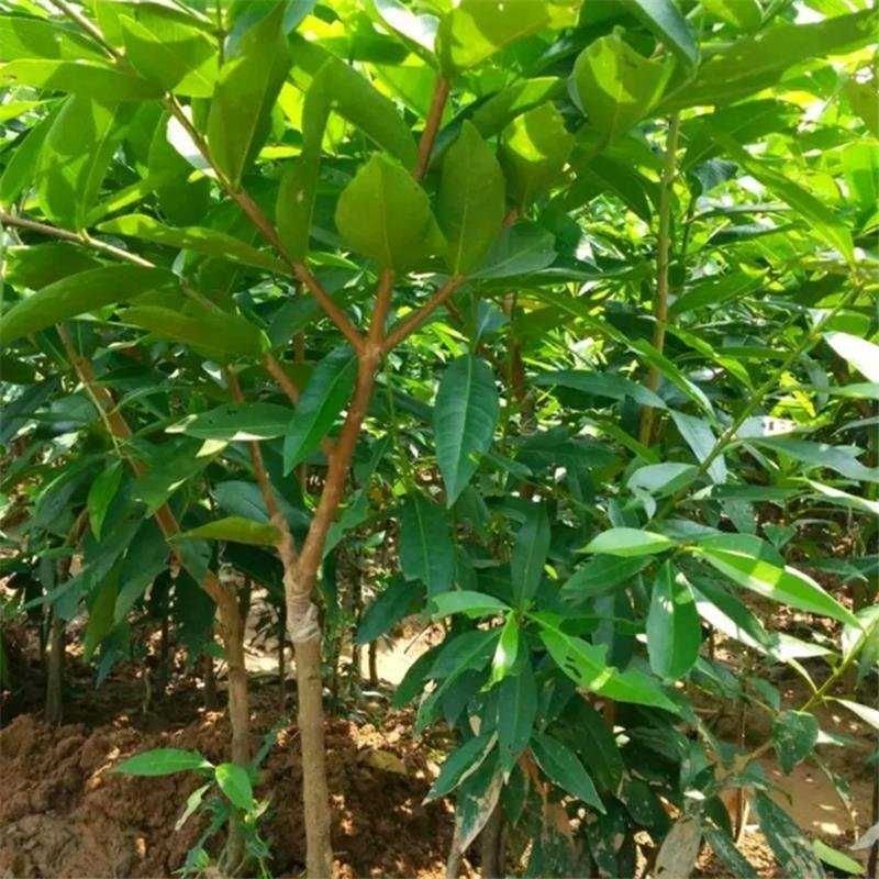 莲雾树苗泰国大叶红黑金刚黑珍珠苗香水莲雾新品推荐