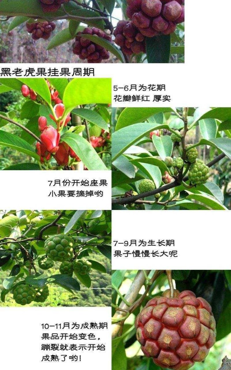 布福娜树苗黑老虎苗种子水果苗奇特果树苗产地直发南北方可种
