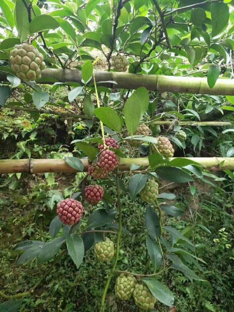 布福娜树苗黑老虎苗种子水果苗奇特果树苗产地直发南北方可种