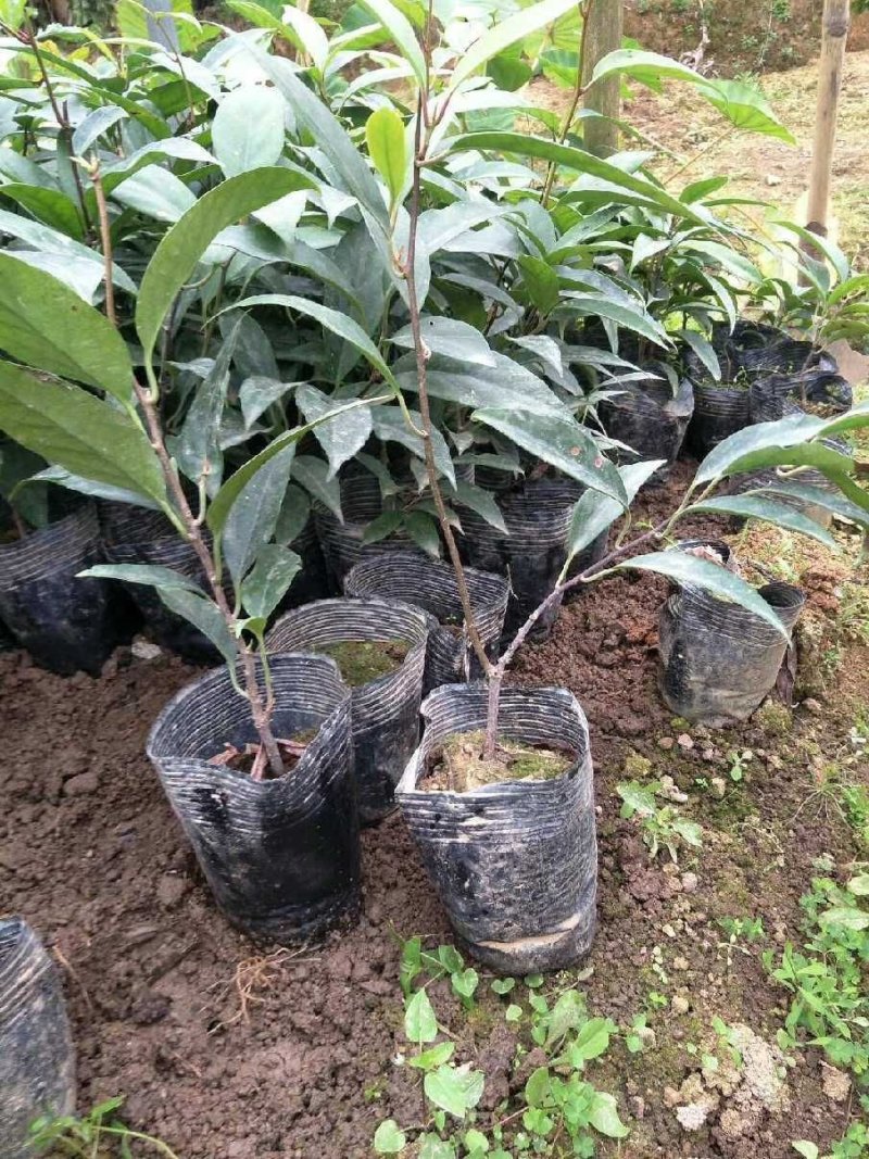 布福娜树苗黑老虎苗种子水果苗奇特果树苗产地直发南北方可种