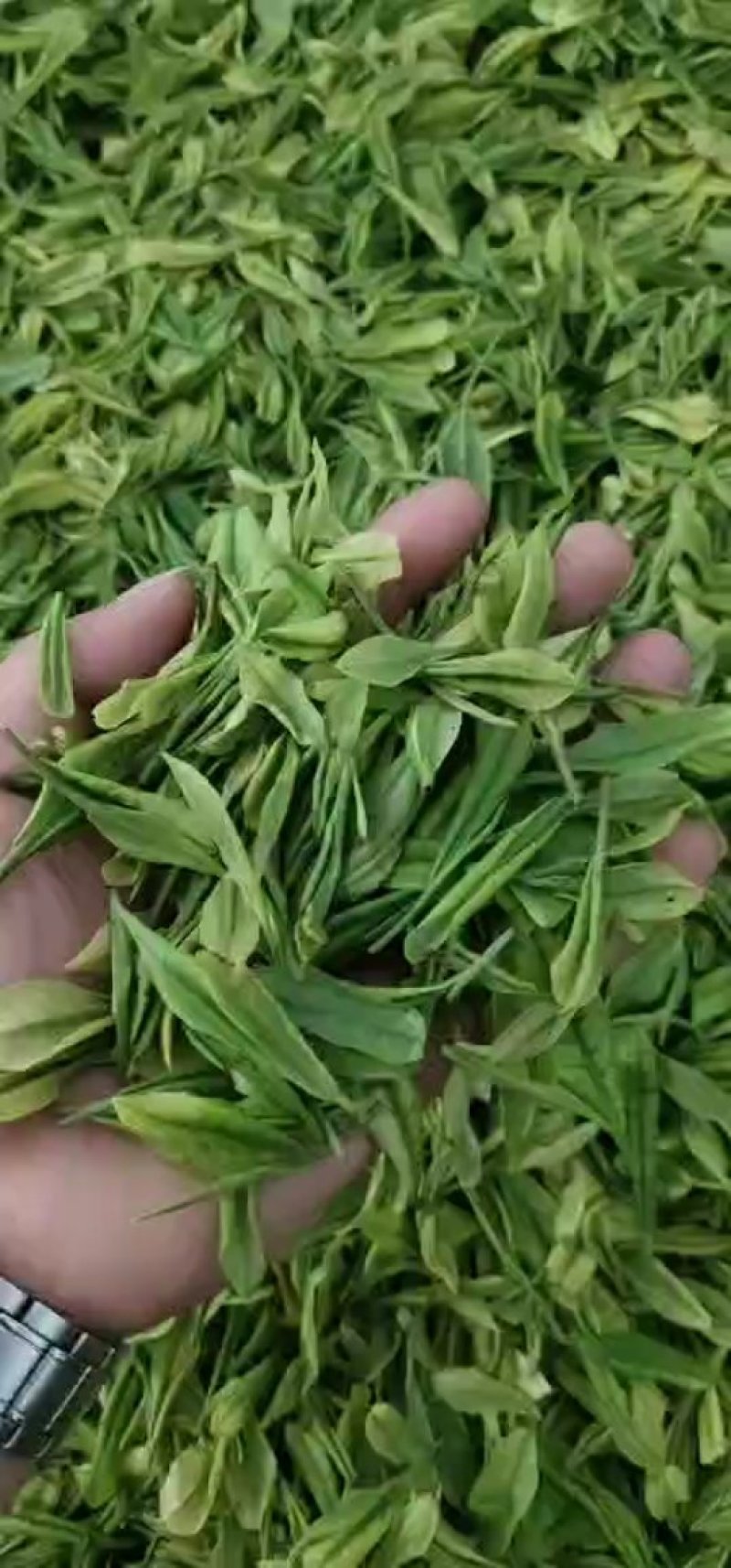 高山白茶香茶，烘青，批发零售，量大优惠。