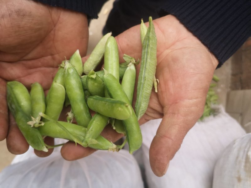 【精选豌豆荚】湖北襄阳千亩青碗豆个头饱满代发农批市场