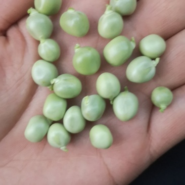 【牛商推荐】豌豆襄阳精品青豌豆已大量上市欢迎来电
