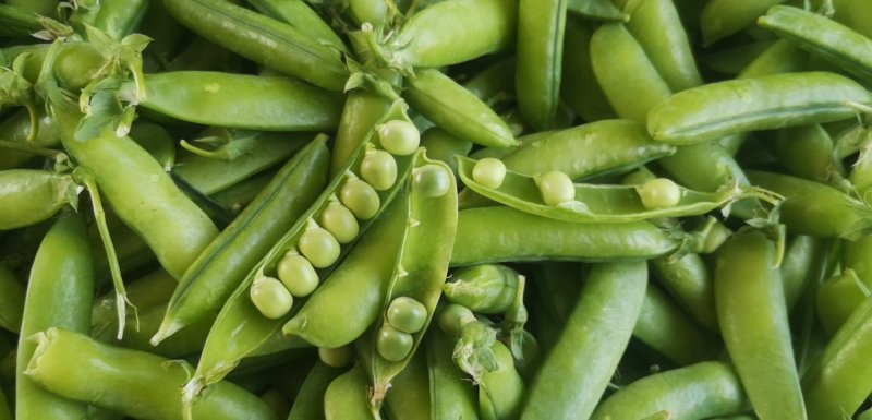 【牛商推荐】豌豆襄阳精品青豌豆已大量上市欢迎来电