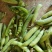 【牛商推荐】豌豆襄阳精品青豌豆已大量上市欢迎来电