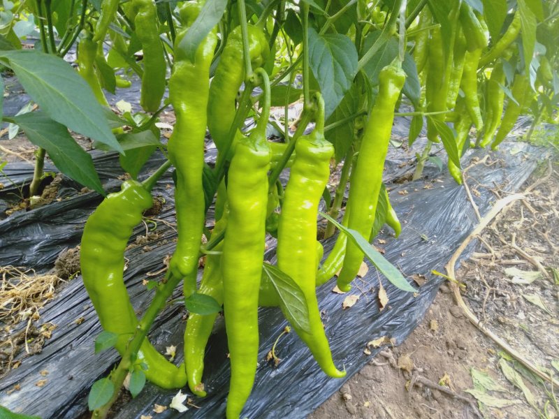 青椒，大量有货