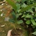 布福娜树苗黑老虎苗种子水果苗奇特果树苗产地直发南北方可种