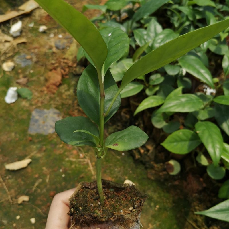 布福娜树苗黑老虎苗种子水果苗奇特果树苗产地直发南北方可种