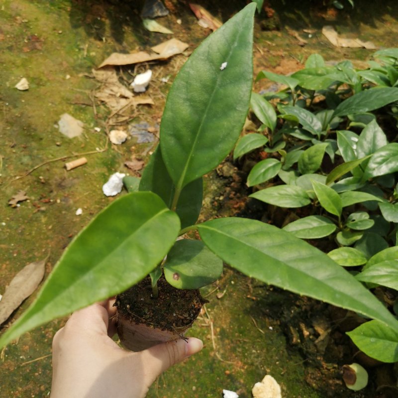 布福娜树苗黑老虎苗种子水果苗奇特果树苗产地直发南北方可种