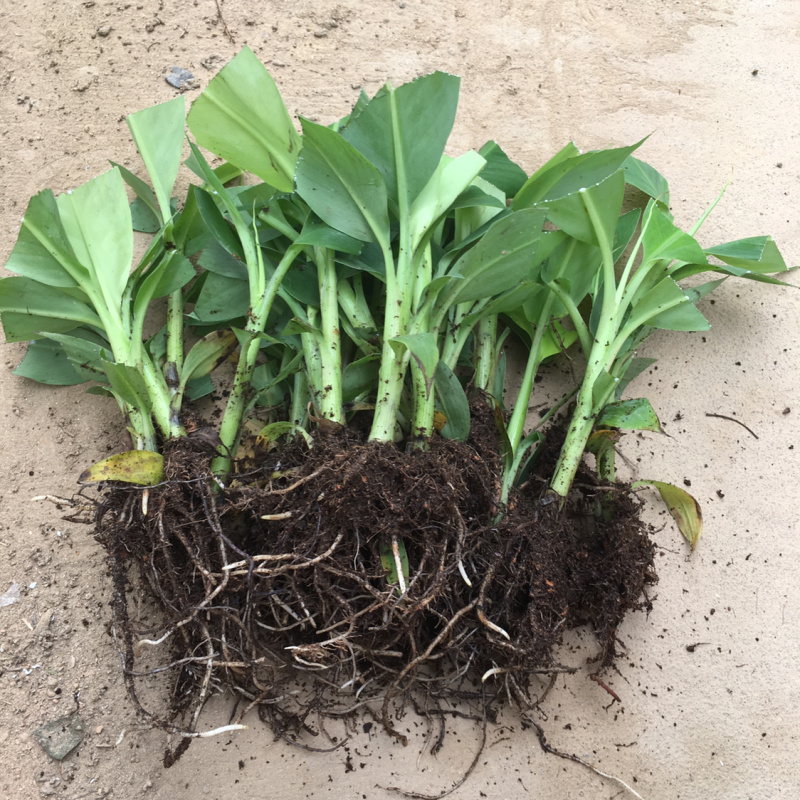香蕉种苗红香蕉粉蕉9号蕉香蕉苗树苗红香蕉南方树苗