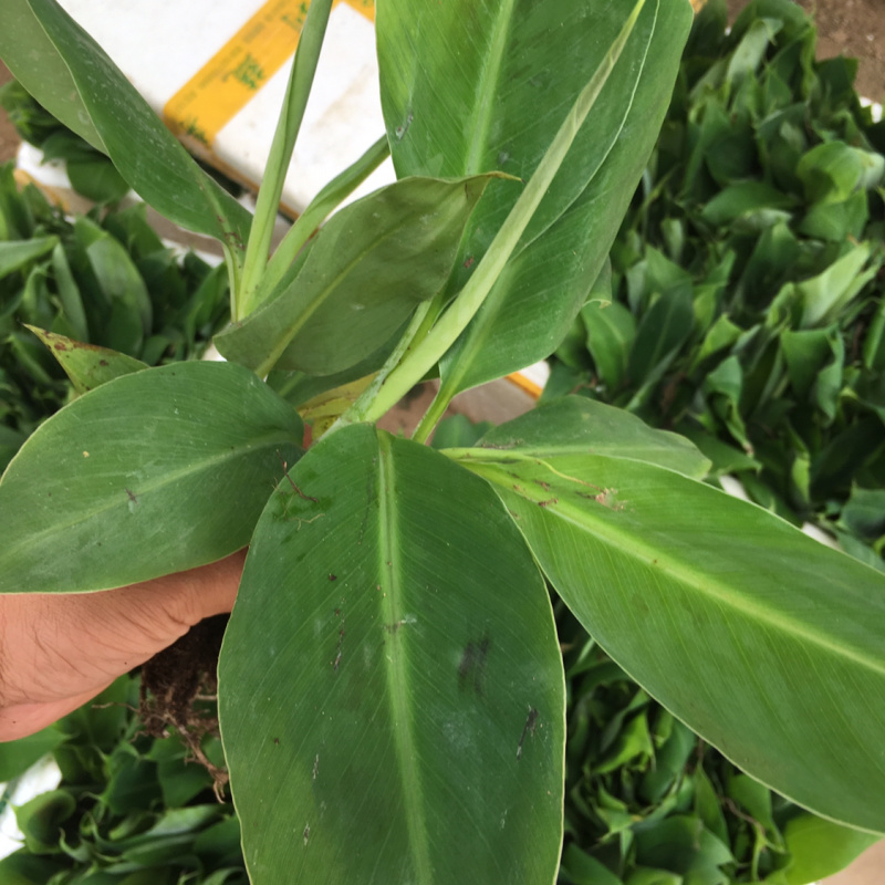 香蕉种苗红香蕉粉蕉9号蕉香蕉苗树苗红香蕉南方树苗
