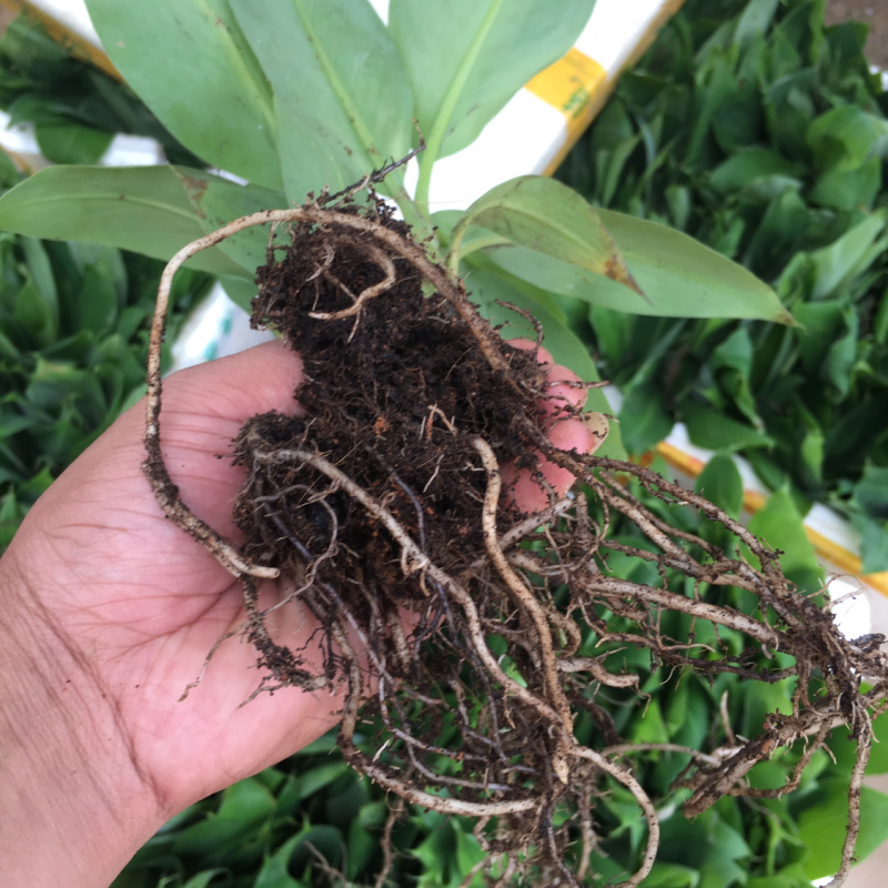 香蕉种苗红香蕉粉蕉9号蕉香蕉苗树苗红香蕉南方树苗