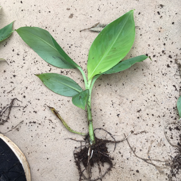 香蕉种苗红香蕉粉蕉9号蕉香蕉苗树苗红香蕉南方树苗