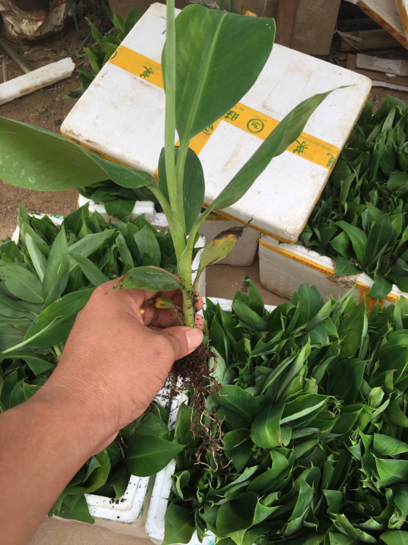 香蕉种苗红香蕉粉蕉9号蕉香蕉苗树苗红香蕉南方树苗