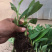 香蕉种苗红香蕉粉蕉9号蕉香蕉苗树苗红香蕉南方树苗