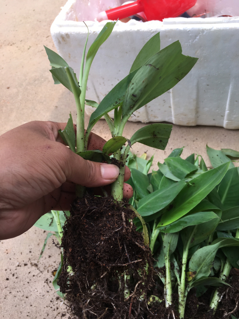 香蕉种苗红香蕉粉蕉9号蕉香蕉苗树苗红香蕉南方树苗