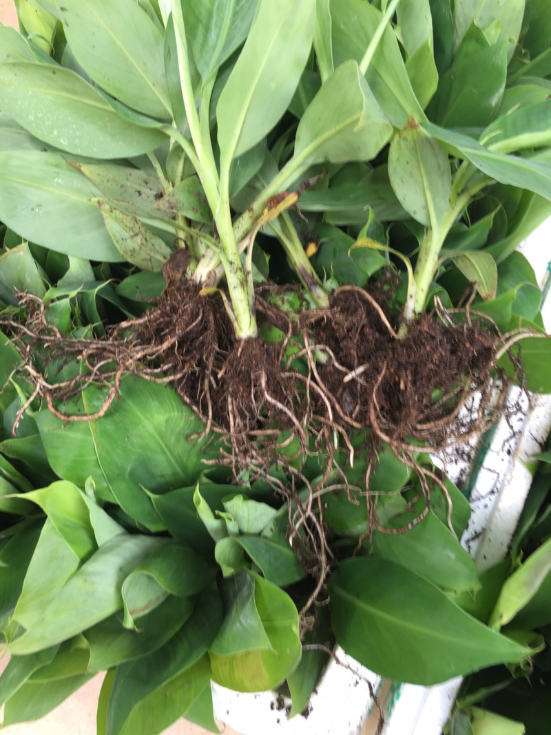 香蕉种苗红香蕉粉蕉9号蕉香蕉苗树苗红香蕉南方树苗