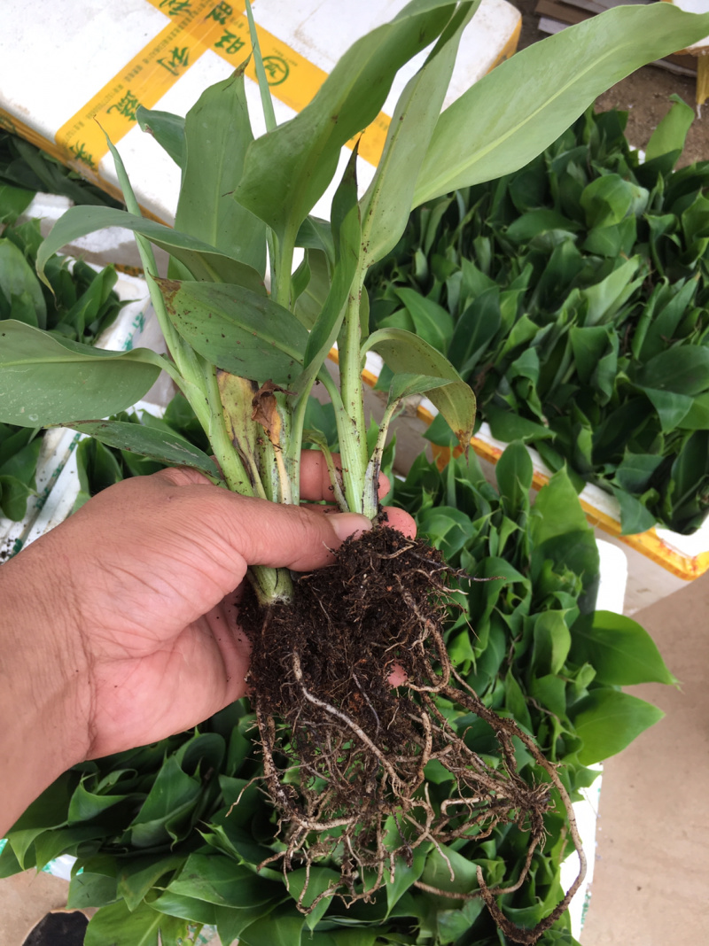 香蕉种苗红香蕉粉蕉9号蕉香蕉苗树苗红香蕉南方树苗