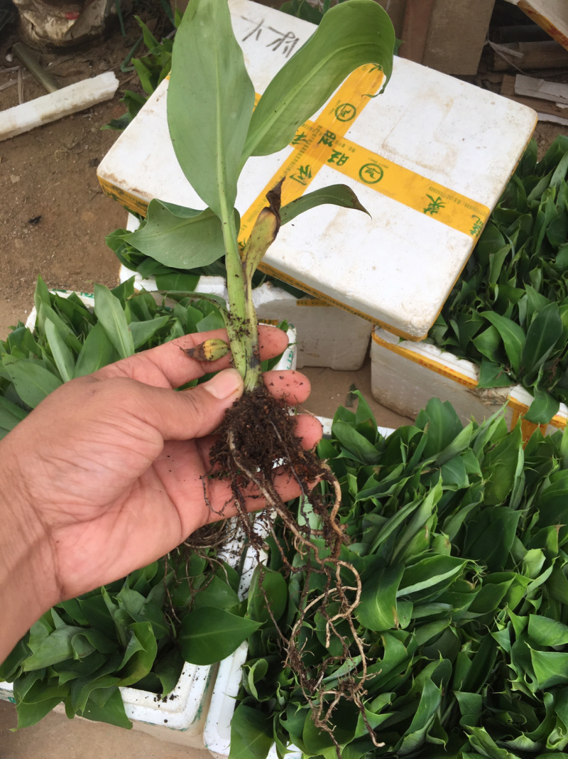 香蕉种苗红香蕉粉蕉9号蕉香蕉苗树苗红香蕉南方树苗