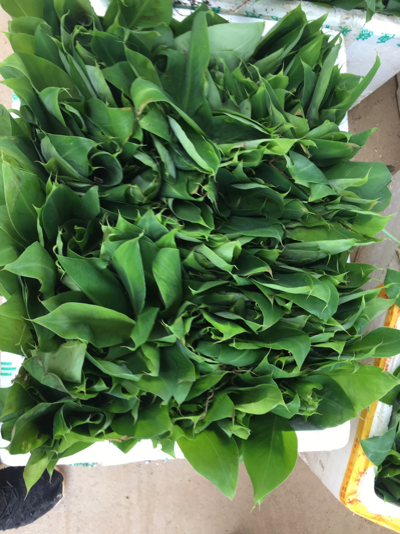 香蕉种苗红香蕉粉蕉9号蕉香蕉苗树苗红香蕉南方树苗