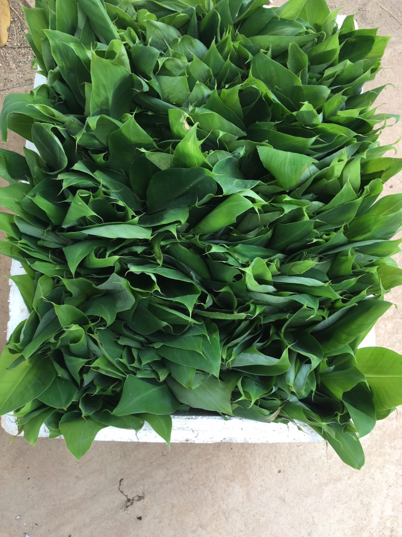 香蕉种苗红香蕉粉蕉9号蕉香蕉苗树苗红香蕉南方树苗
