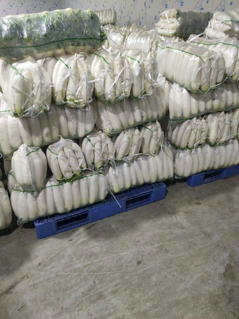 白萝卜打包清洗看货论价全国发货保质保量供货稳定