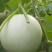 大量山东莘县供应鲁厚甜蜜瓜
