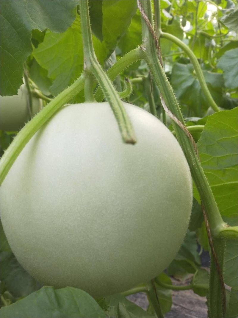 大量山东莘县供应鲁厚甜蜜瓜