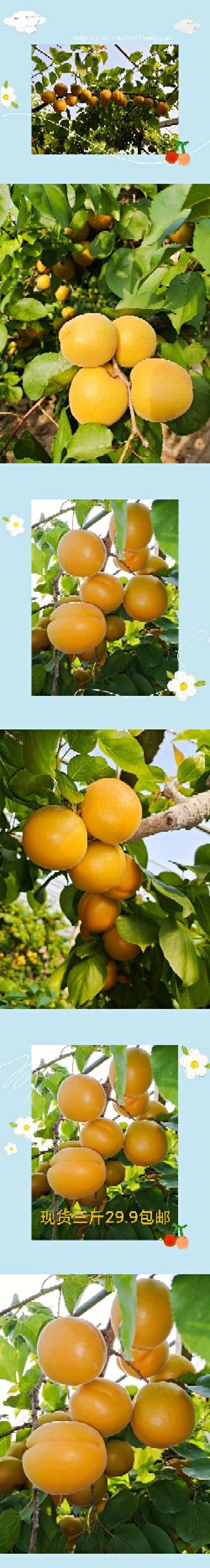 杏金太阳一件代发