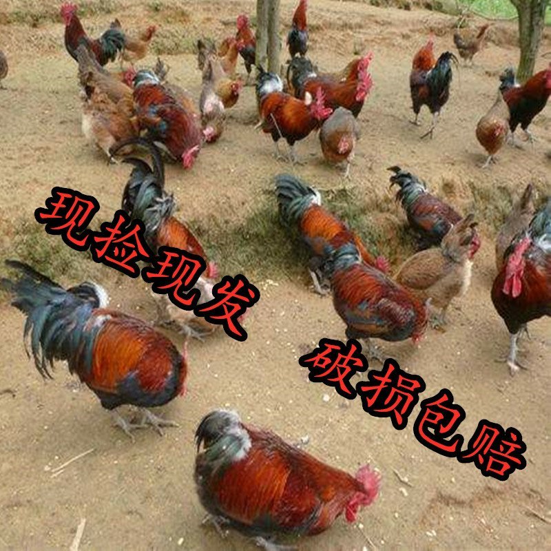 血毛鸡种蛋受精蛋孵化蛋青脚快大型改良受精土鸡蛋