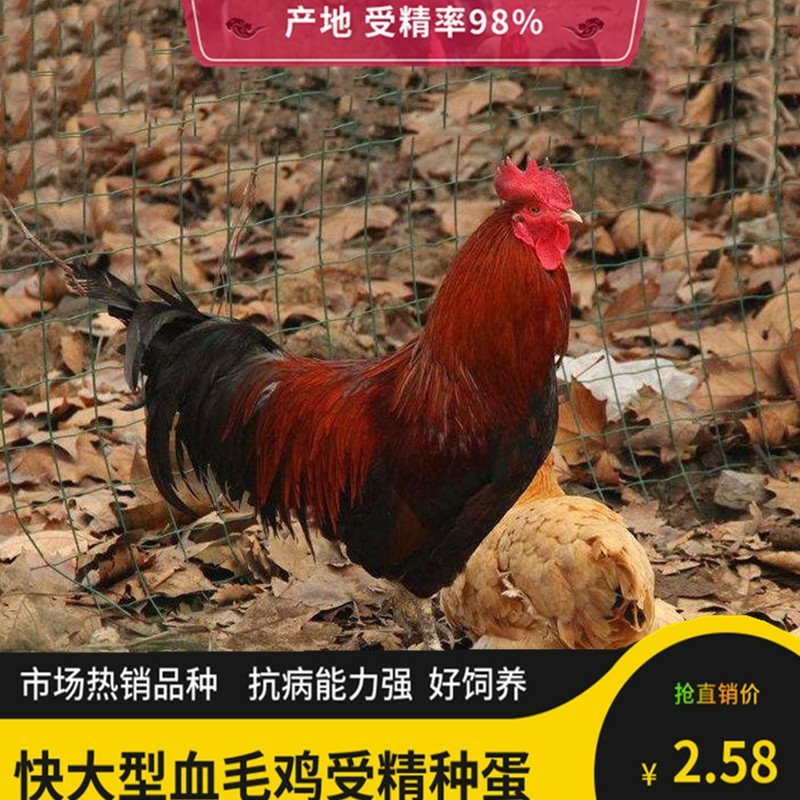 血毛鸡种蛋受精蛋孵化蛋青脚快大型改良受精土鸡蛋