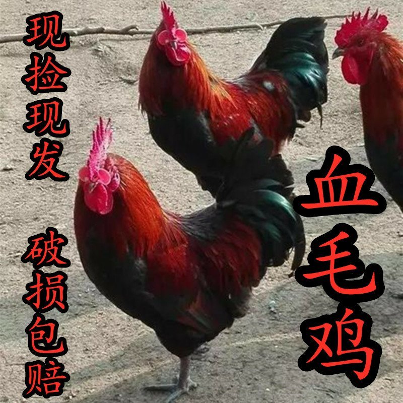 血毛鸡种蛋受精蛋孵化蛋青脚快大型改良受精土鸡蛋