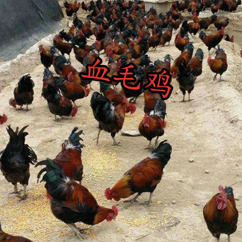 血毛鸡种蛋受精蛋孵化蛋青脚快大型改良受精土鸡蛋