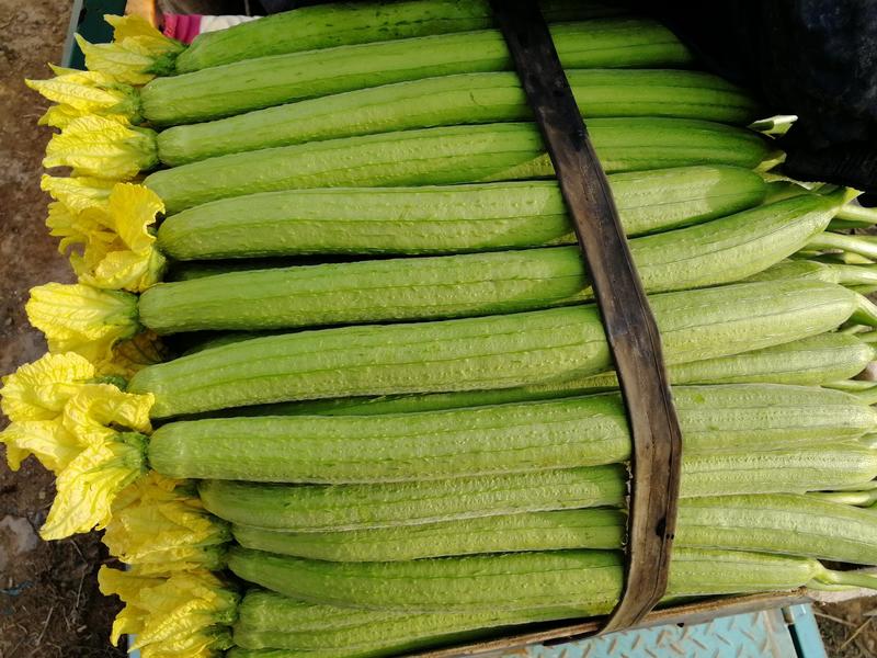 寿光市，丝瓜苗，泰国杂交中绿丝瓜苗产量高，品质好