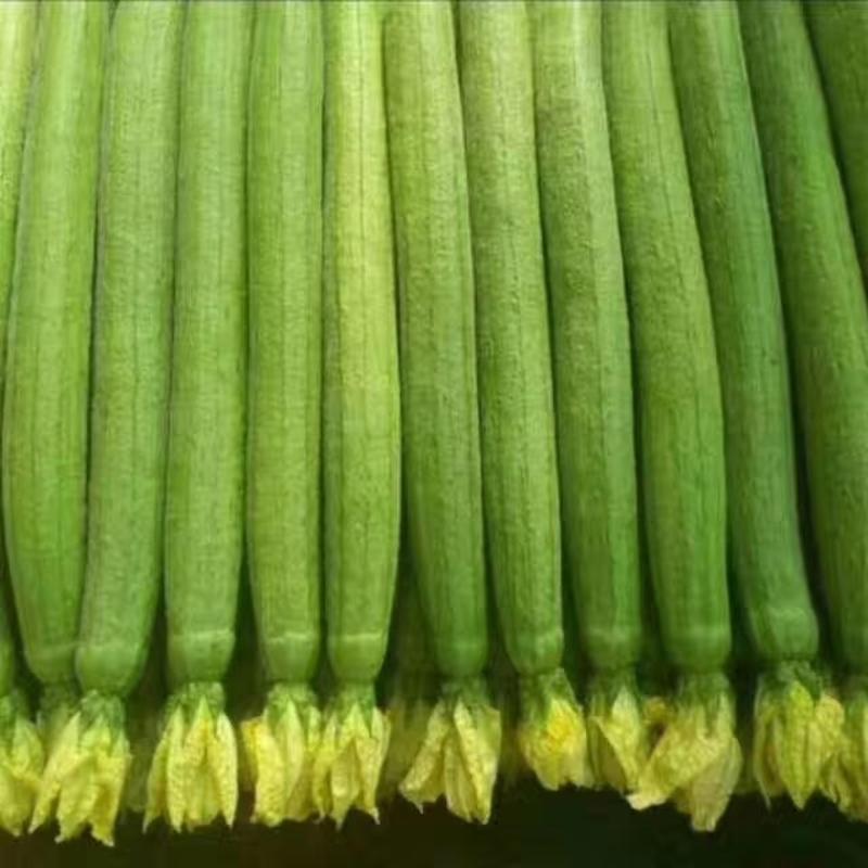 寿光市，丝瓜苗，泰国杂交中绿丝瓜苗产量高，品质好