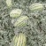 新疆西瓜代办新疆西瓜吐鲁番昌吉金城5号安农二号