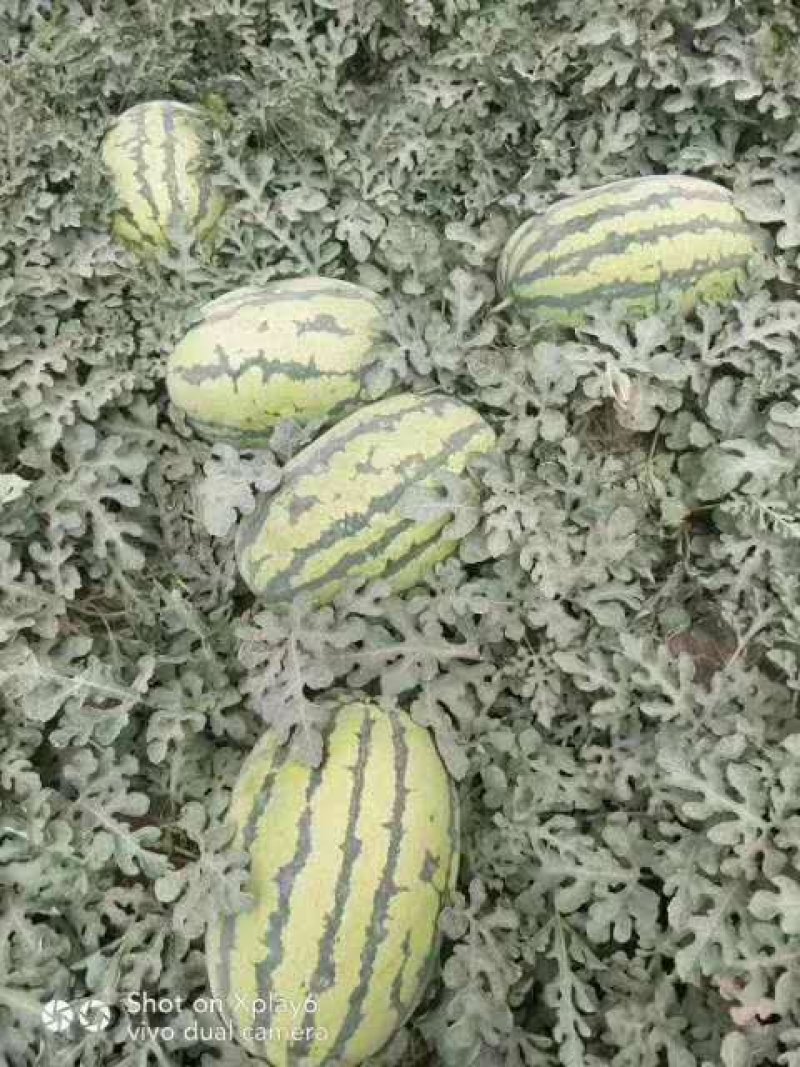 新疆西瓜代办新疆西瓜吐鲁番昌吉金城5号安农二号