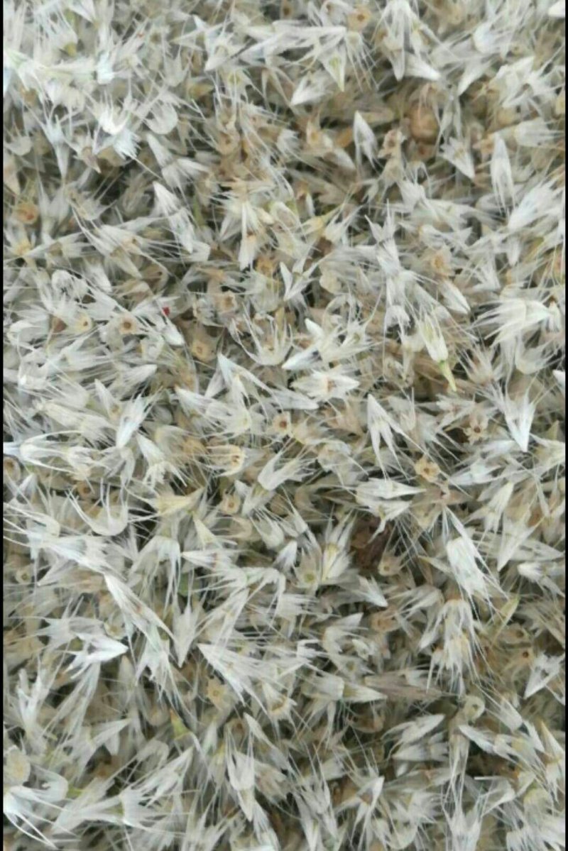天人菊种子发芽率高耐寒多年生园林景观绿化春播草花种