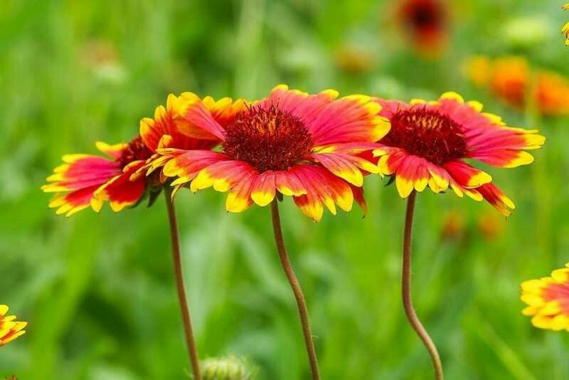 天人菊种子发芽率高耐寒多年生园林景观绿化春播草花种